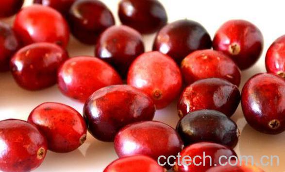 蔓越莓的功效与作用及食用方法-1