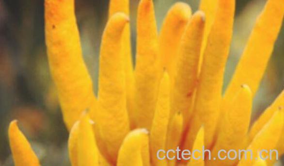 佛手柑的功效与作用-1