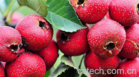 山楂的功效与作用有哪些 吃山楂的好处介绍-0