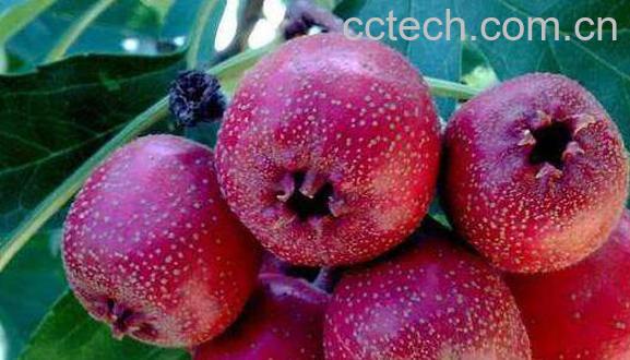 山楂的功效与作用有哪些 吃山楂的好处介绍-1