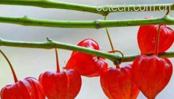  红姑娘的功效与作用 吃红姑娘的好处-0