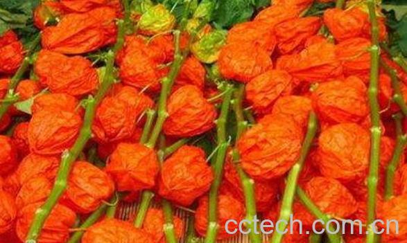 红姑娘的副作用 红姑娘皮泡水切记禁忌-1