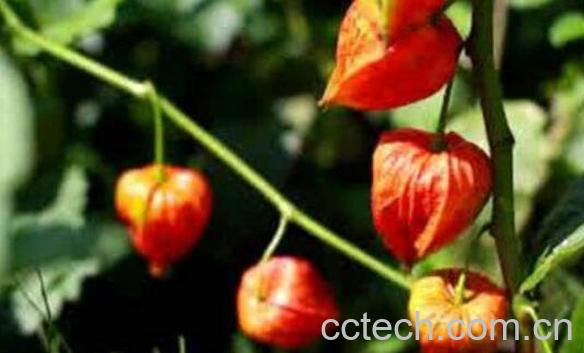 红姑娘怎么吃 红姑娘一天吃几个-0