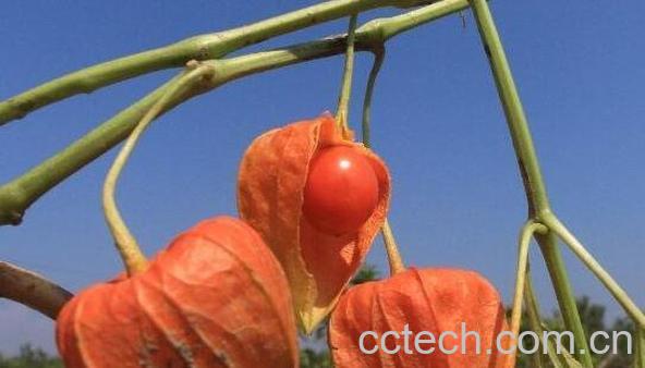 红姑娘怎么吃 红姑娘一天吃几个-1