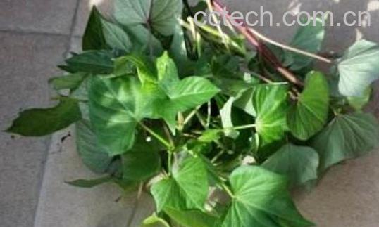 番薯藤干泡茶的功效与作用-1