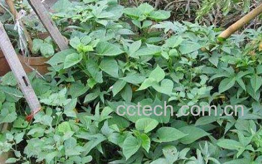 番薯藤干泡茶的功效与作用-0