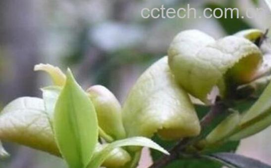 茶片功效与作用-0