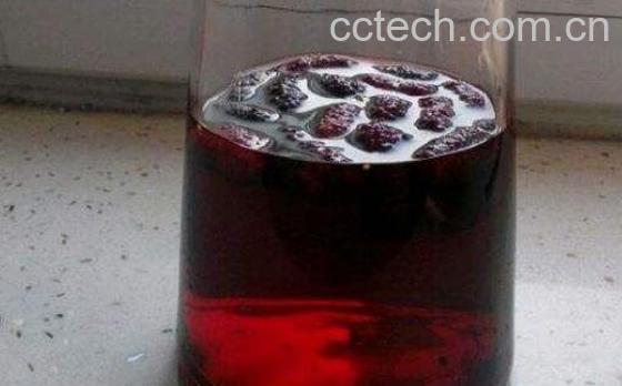  如何自制桑葚酒 自制桑葚酒的危害-1