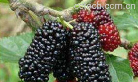 黑桑果的功效与作用 吃黑桑果的好处-1