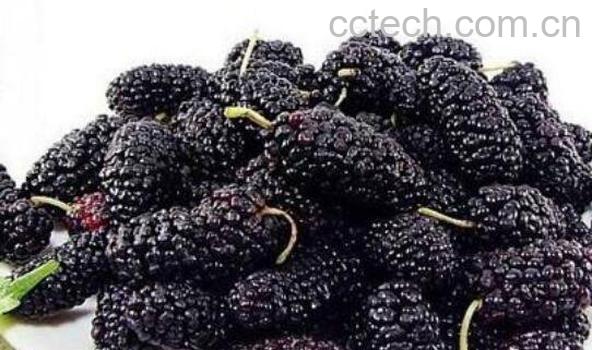 黑桑果的功效与作用 吃黑桑果的好处-0
