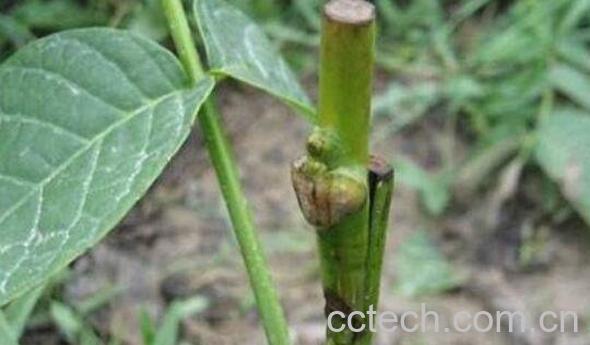 核桃树嫁接时间和方法-0