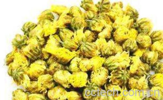 喝佛菊茶有什么功效-0