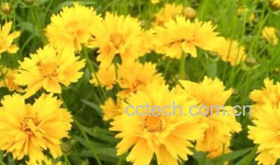 喝佛菊茶有什么功效-1