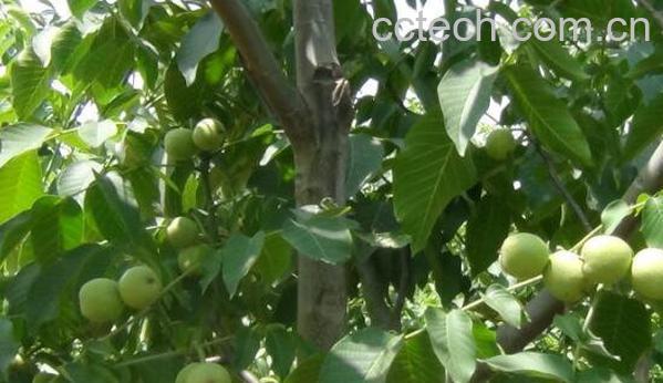 核桃树怎么种 核桃树不结果怎么回事-0