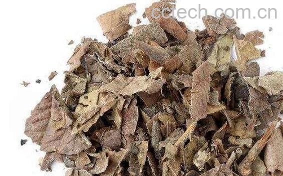 枇杷茶的功效与作用及禁忌-0