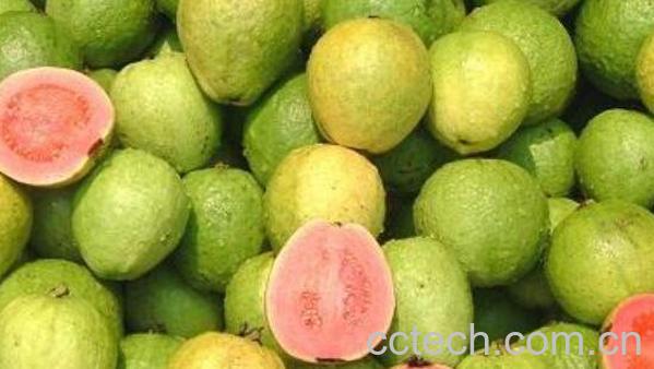  番石榴怎么吃 番石榴的吃法技巧-1