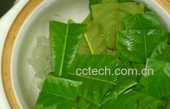 枇杷茶喝了有什么好处-0