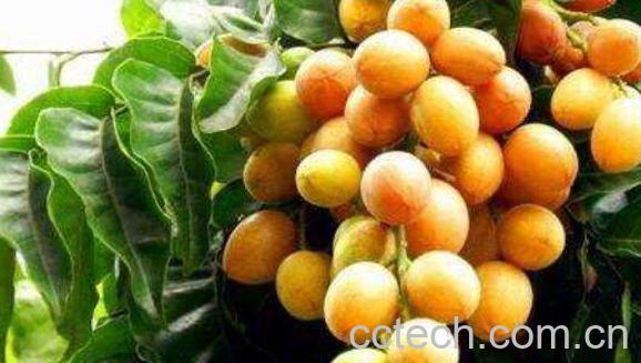 黄皮果的功效与作用及食用方法-1