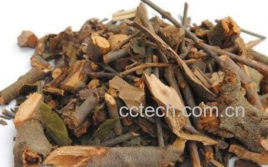 桑寄生茶怎么做 桑寄生茶的正确做法-1