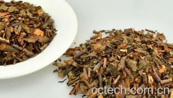 桑寄生茶的功效与作用 桑寄生茶的禁忌-1