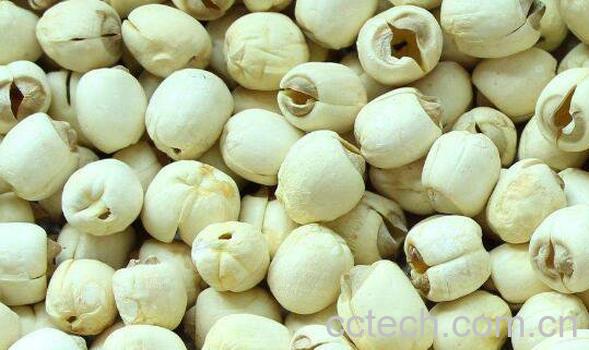  莲子粉的功效与作用-0