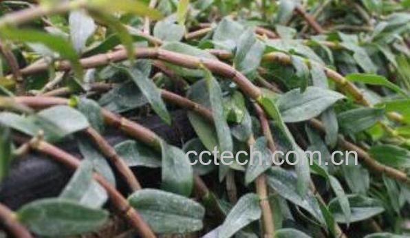 石斛怎么种植 石斛的种植方法-0