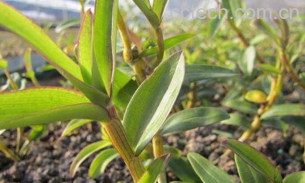 石斛怎么种植 石斛的种植方法-1