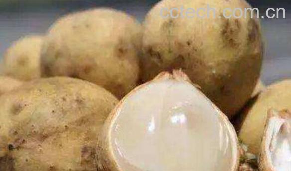 龙宫果怎么吃 吃龙宫果的禁忌-1