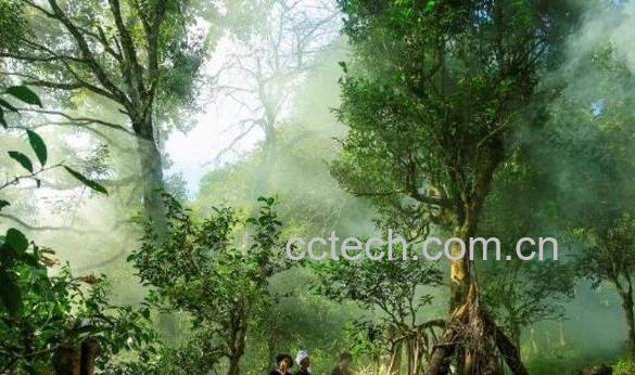 雨林古树茶的功效与作用-0