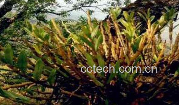 金钗石斛怎么种植方法-1