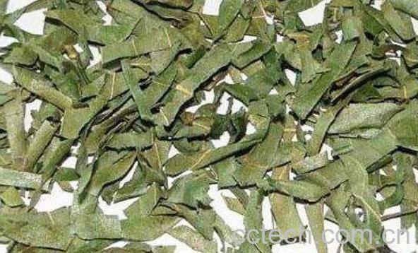 柿子叶泡水喝的功效-1