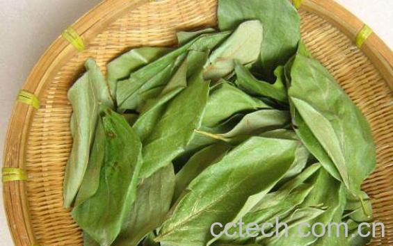 柿子叶泡水喝的功效-0