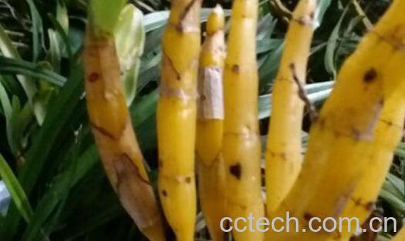 金钗石斛的功效与作用-0