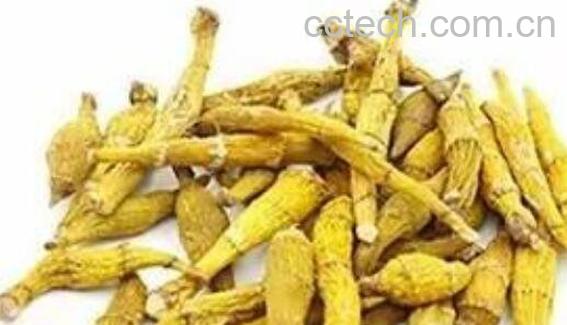 金钗石斛的功效与作用-1