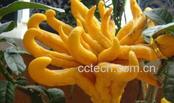  佛手的功效与作用 佛手的食用方法-0