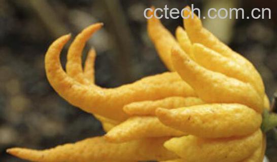  佛手的功效与作用 佛手的食用方法-1