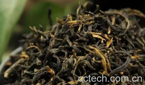 冰岛古茶树的冲泡方法-1