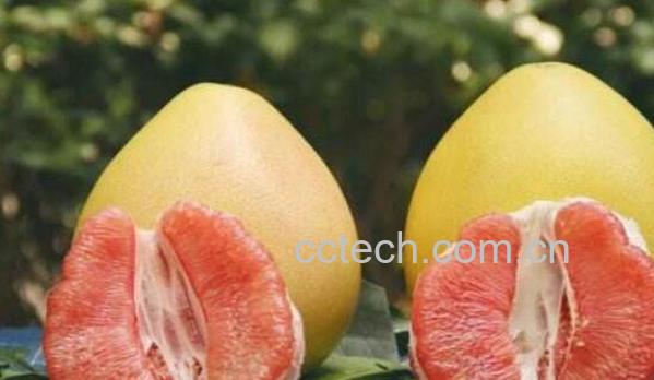 红心柚的营养价值 红心柚子上火还是降火-1