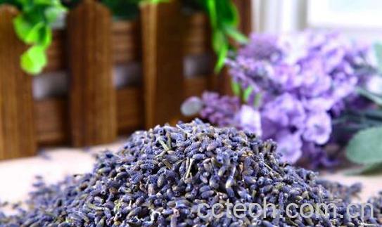 薰衣草茶的功效与作用及禁忌-0