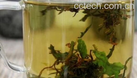 苦菜茶的功效与作用及禁忌症-0