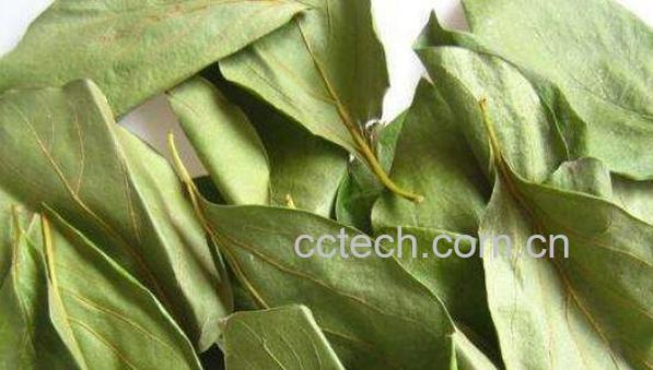 柿子叶泡水喝的功效 柿子叶泡水喝的危害-0