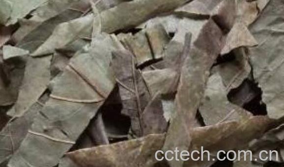 柿子叶泡水喝的功效 柿子叶泡水喝的危害-1