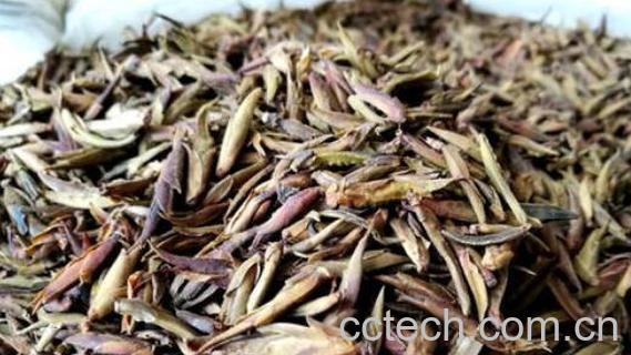 芽孢茶的功效与作用 芽孢茶属于什么茶-1
