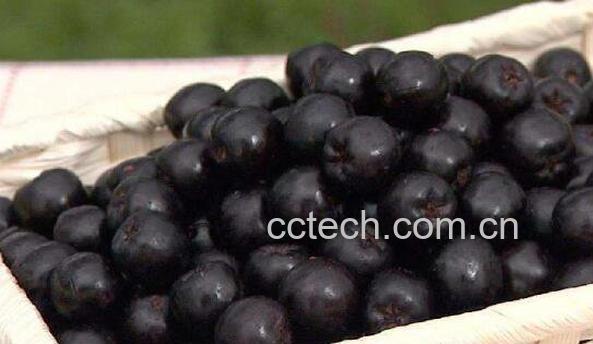 野樱莓泡水喝功效与作用-1