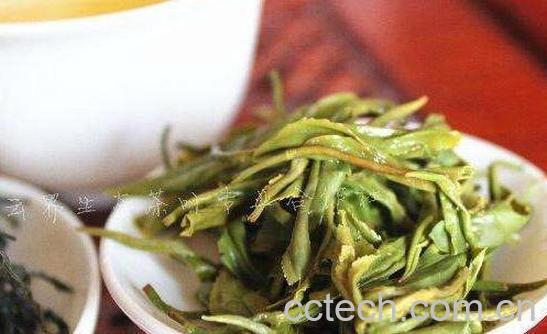 大叶茶的功效与作用及危害-0