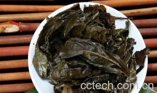 大叶茶的功效与作用及危害-1