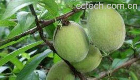 野桃子泡酒的功效与作用-1