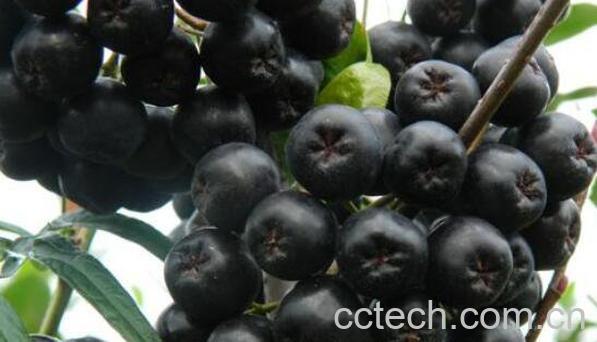 野樱莓花青素的功效与作用-0