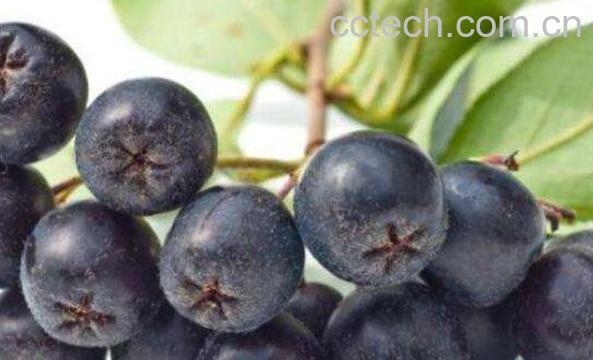 野樱莓花青素的功效与作用-1