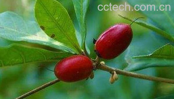 神秘果的功效与作用 神秘果的禁忌-0